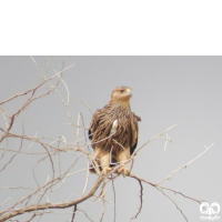 گونه عقاب شاهی Eastern Imperial Eagle